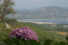 Blüten