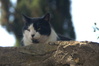 Miezekatze