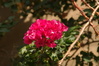 Blüten