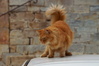 Die Katze hat das Auto bewacht