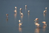 Flamingos in den alten Salzsalinen