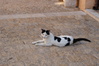Siesta-Katze